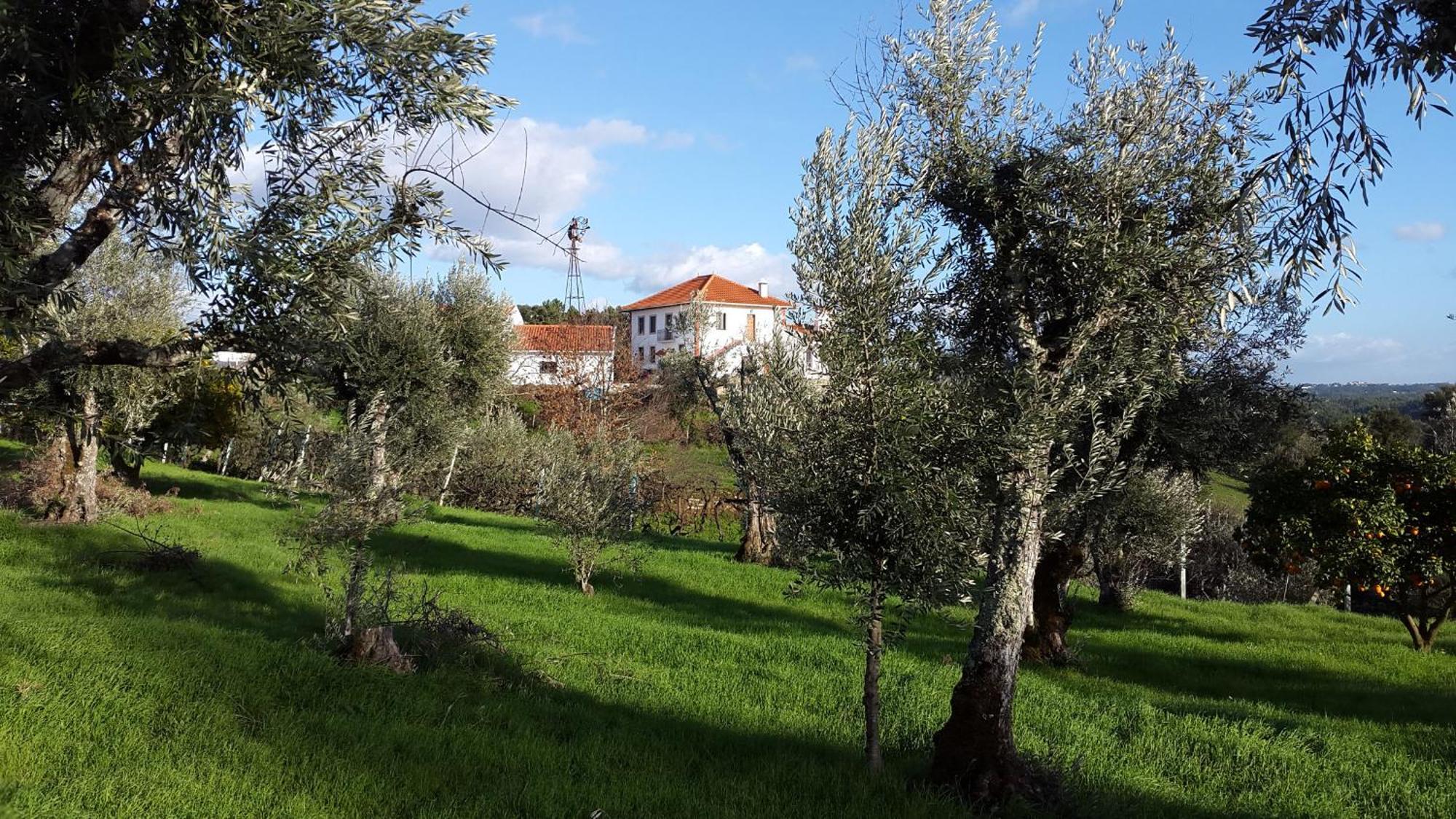 Quinta Quatro Ventos Bed & Breakfast Sertã Екстериор снимка